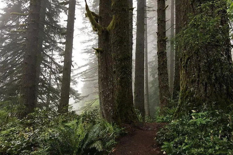 Portland: Wasserfallwanderung im Silver Falls State ParkPortland: Wanderung zu den Wasserfällen im Silver Falls State Park