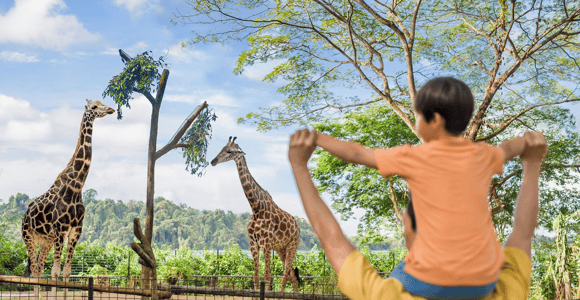 Singapore Zoo: 1-Day Entrance E-Ticket with Tram Ride