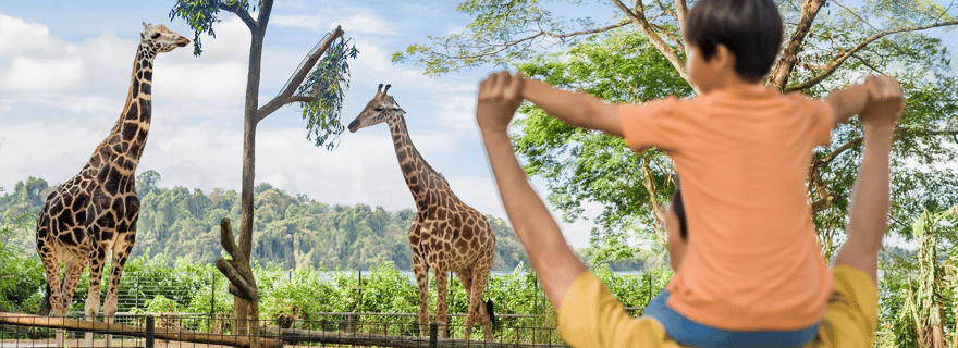 Zoo di Singapore: e-ticket per 1 giorno con giro in tram
