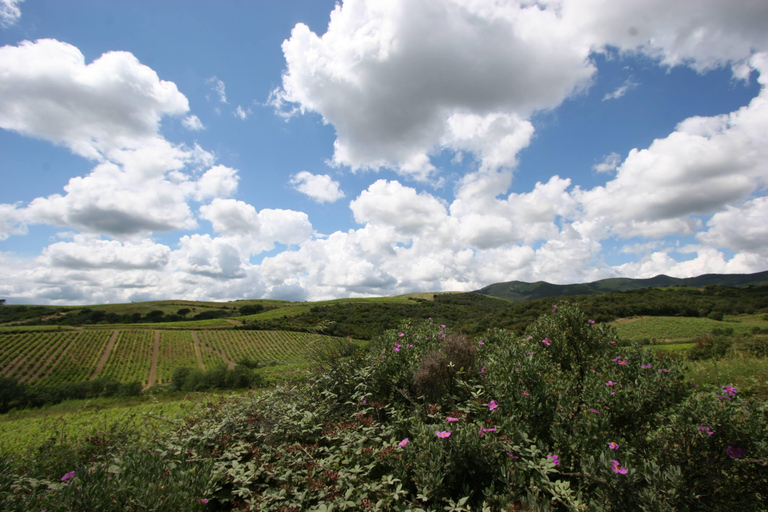 Beziers: Eco Wine Tasting at Sarabande Wines Off-Grid Winery