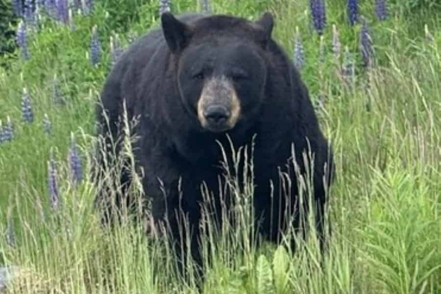 Ankerplatz: Wildlife Conservation Center & Portage Valley. Foto: GetYourGuide