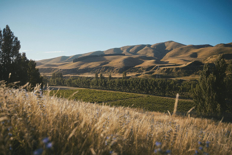 Christchurch: Waipara Wine Tour with Tastings & Lunch