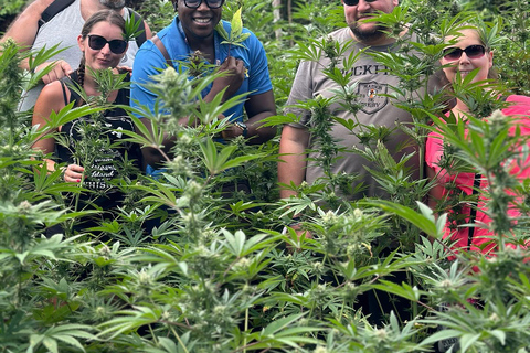 Ferme de marijuana, rafting en bambou et visite de la plage de la grotte des docteursDepuis Montego Bay