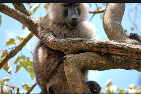 Addis Abeba: wycieczka do kościoła Chebera Churchura i Parku Narodowego MazeAddis Abeba: Wycieczka do kościoła Chebera Churchura i Parku Narodowego Maze