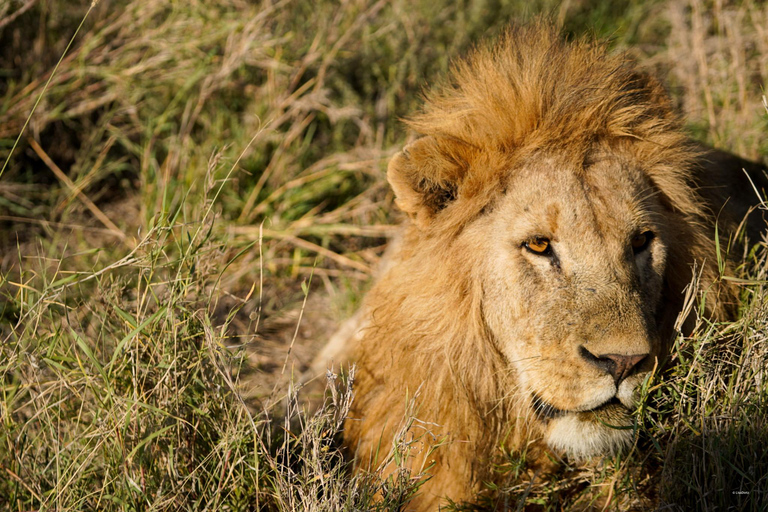 4 Days Tarangire, Serengeti, Ngorongoro Mid-range Safari