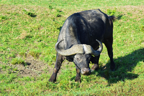 4-Days Group Safari Tour Tarangire, Serengeti & Ngorongoro 4-Days Group Safari Tarangire, Serengeti & Ngorongoro