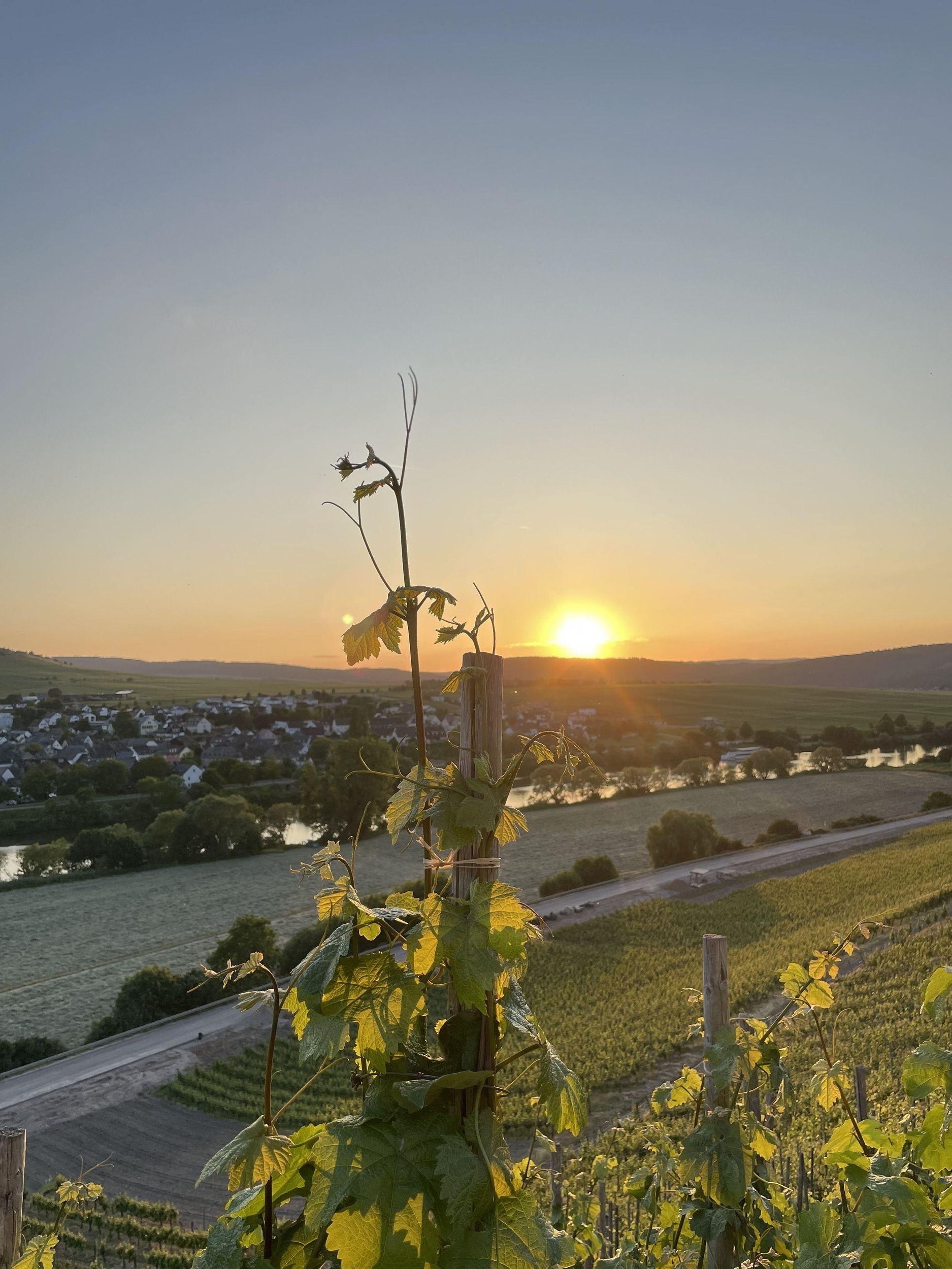 Weinwanderung in Trittenheim - Local Heroes