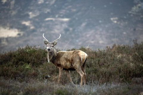 Edinburgh: Pitlochry Highland Wildlife and Doune Castle tour