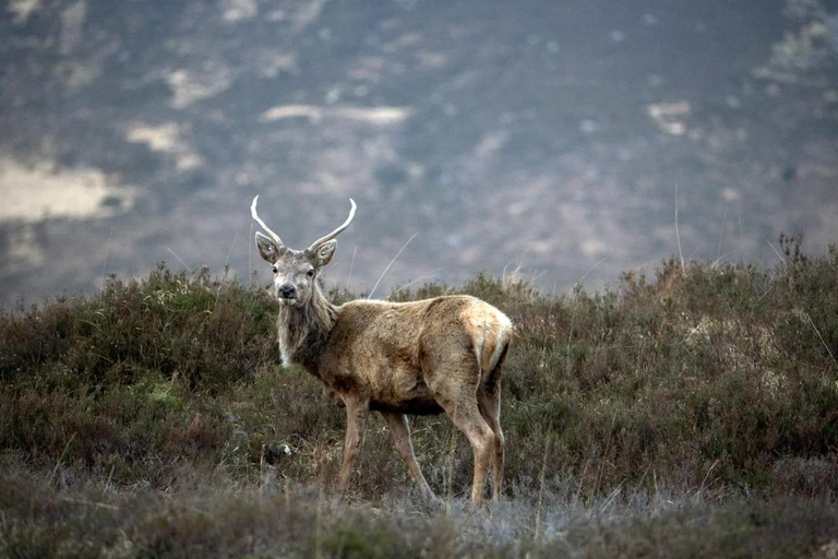 Edinburgh: Pitlochry Highland Wildlife and Doune Castle tour