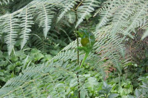 USAMBARA: 4-dagars vandringstur i Usambara-bergen