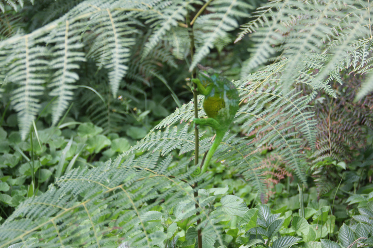 USAMBARA: 4-dagars vandringstur i Usambara-bergen