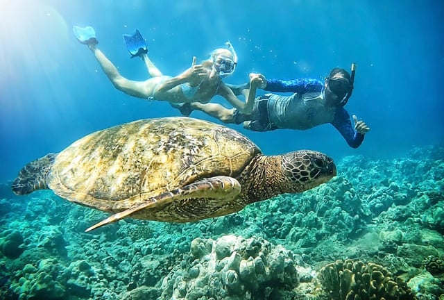 Maui: Turtle Town Snorkeling Tour with a Marine Biologist