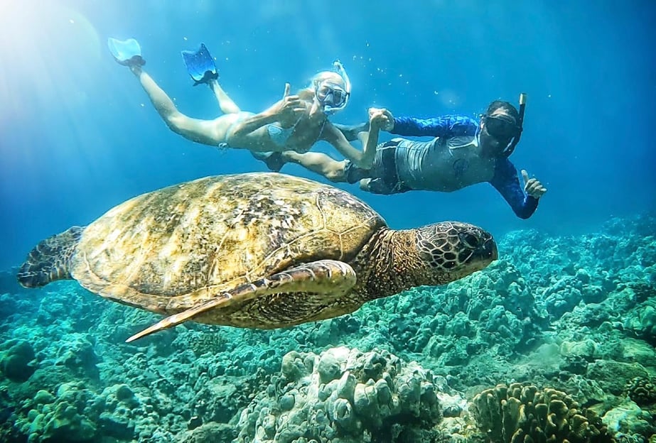 Maui: Turtle Town Snorkeling Tour with a Marine Biologist
