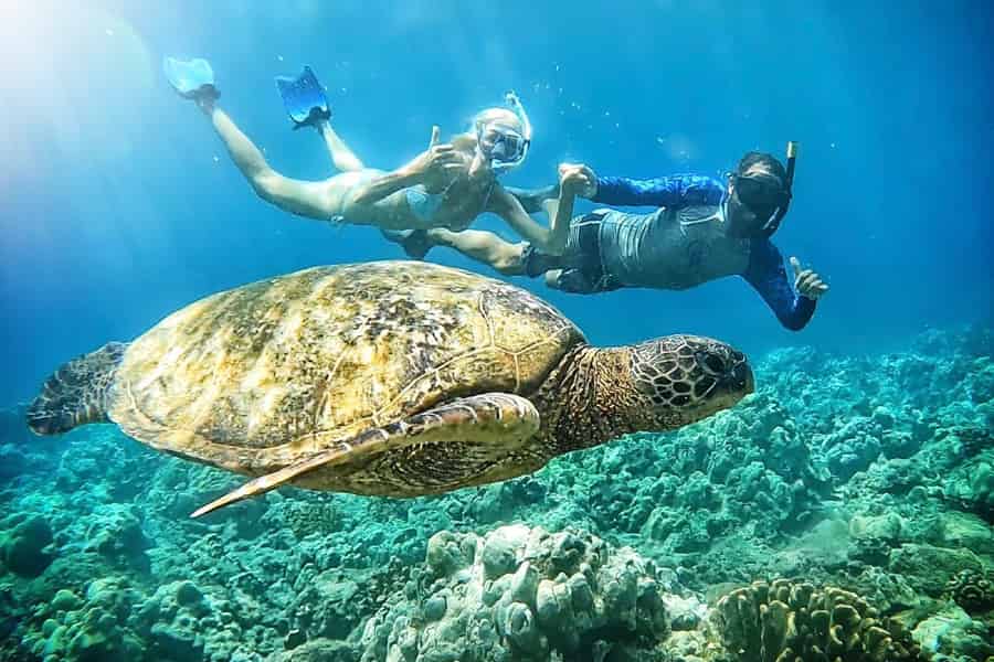 Maui: Turtle Town Schnorchel Tour mit einem Meeresbiologen. Foto: GetYourGuide