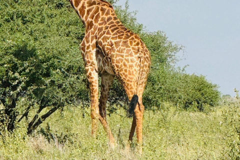 Nairobi National Park&Elephant Orphanage&Giraffe Centre Tour