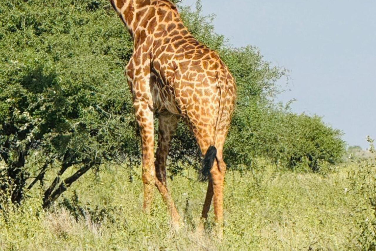Nairobi National Park&Elephant Orphanage&Giraffe Centre Tour