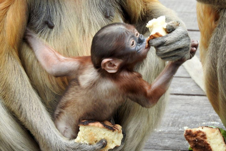 Ganztagestour in Sepilok Orang-Utan, Sonnenbär &amp; Stadtführung Sandakan(Private Tour) Sepilok Orang-Utan, Sonnenbär &amp; Stadtführung