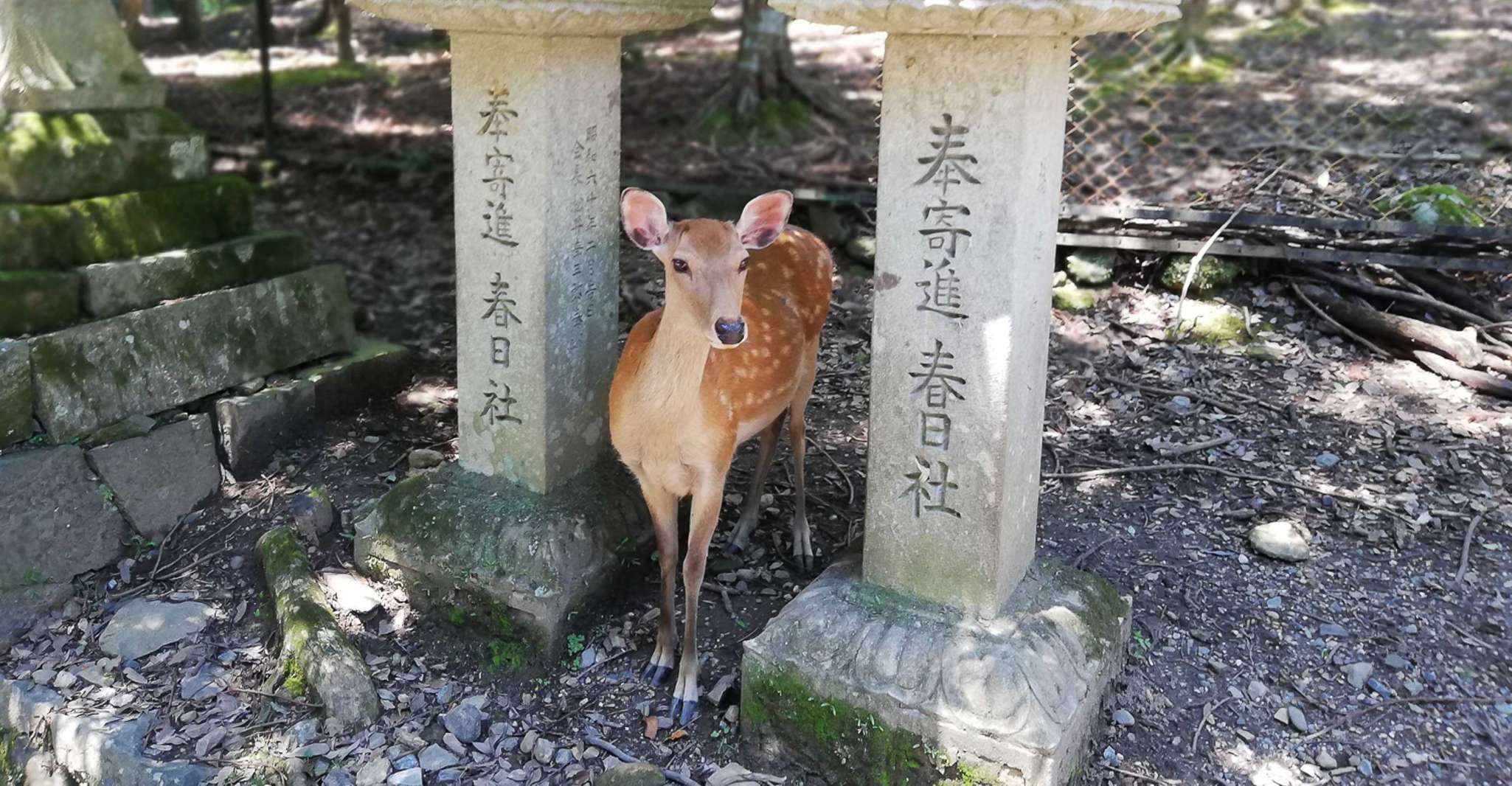 Nara, Half-Day UNESCO Heritage & Local Culture Walking Tour - Housity