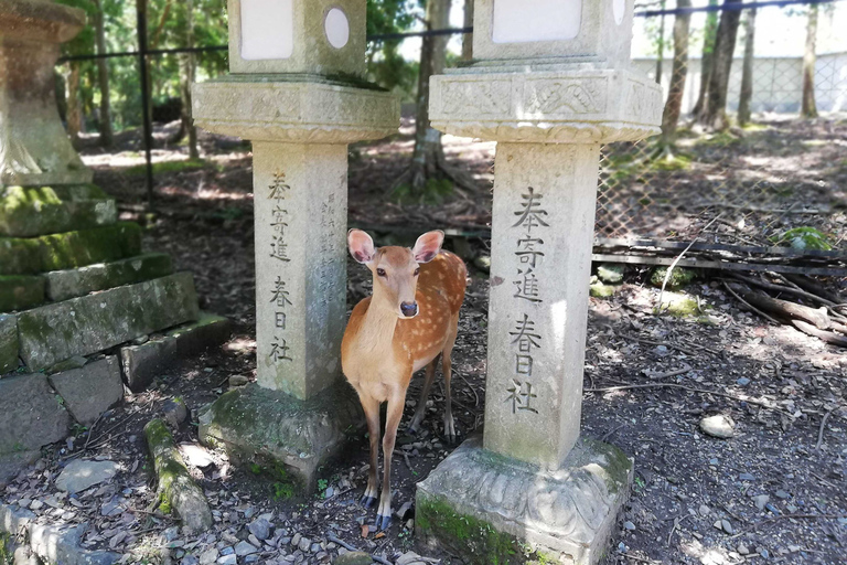 Nara: Halbtägige UNESCO-Wanderung und lokale KulturNara: Halbtagestour zum UNESCO-Erbe und Rundgang durch die lokale Kultur