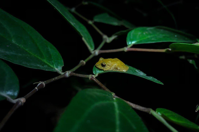 Monteverde : Visite nocturne partagée au Costa Rica