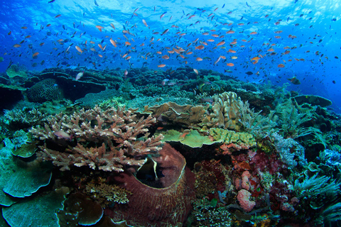 Île de Komodo : Excursion d'une journée pour les dragons et les îles de Komodo