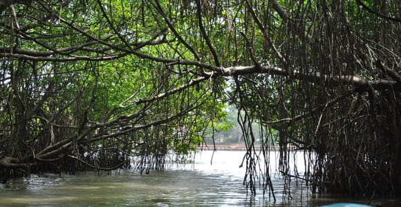 Explore Bentota River:Safari Tour with Hotel Pickup&Drop-off