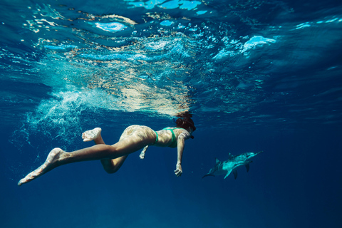 桑给巴尔：与海豚一起游泳，在珊瑚礁浮潜（以尊重的方式）桑给巴尔：与海豚同游，珊瑚浮潜（不含接送服务）