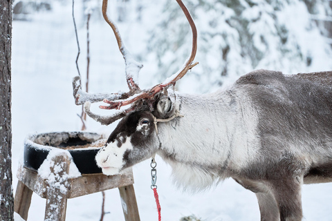 Levi: Reindeer Sleigh Ride 600m in Enchanting Forest