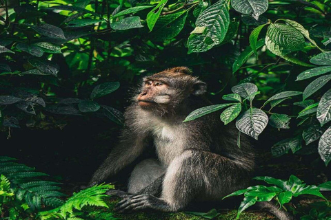 Bali: Monkey Forest Sangeh , Pura & Waterfall Private Tour Bali: Private Tour With Ticket ( Included Ticket )