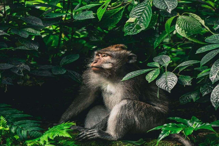 Bali: Monkey Forest Sangeh , Pura & Waterfall Private Tour Bali: Private Tour With Ticket ( Included Ticket )