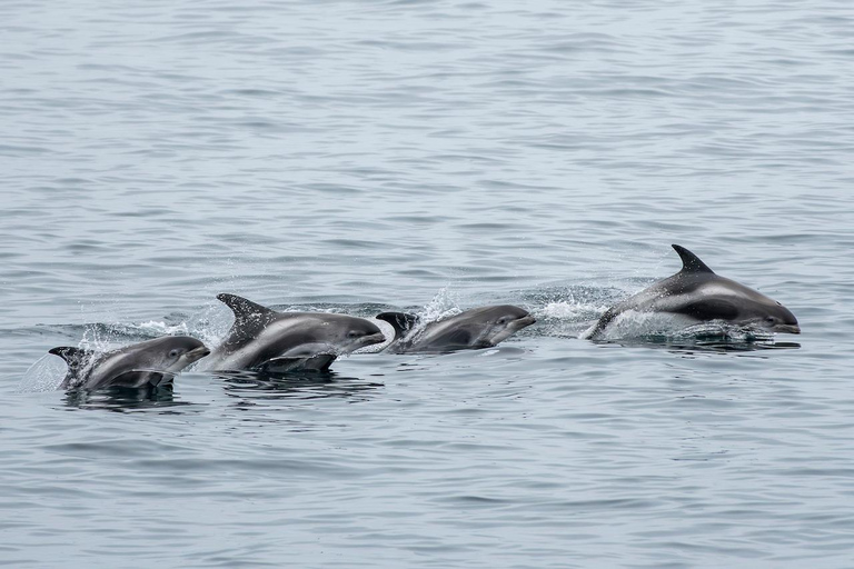 Ólafsvík: Whale Watching Tour