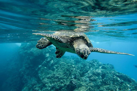 Isla Tortuga Full Day