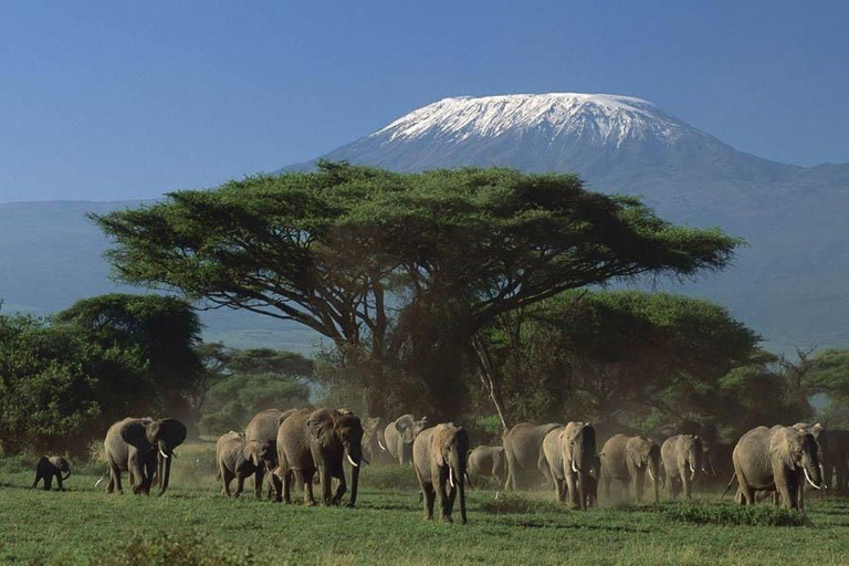 3 Tage Tsavo Ost und Amboseli-Safari ab Diani/Mombasa