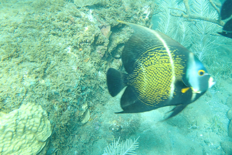 Excursion to Les Saintes : Full-Day Sailing and Snorkeling