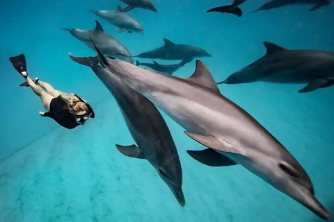 Île de Mnemba : Observation des Dauphins en Hors-bord et SnorkelingÎle de Mnemba : observation des dauphins en hors-bord et plongée en apnée