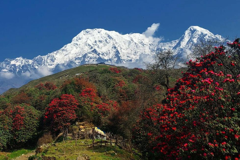 Mardi Himal Trek : 5 jours de Mardi Trek depuis Pokhara(Copie de) Mardi Himal Trek : 5 jours Mardi Trek depuis Pokhara