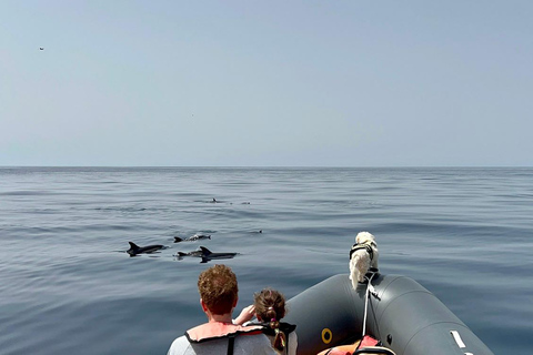 De Portimão : Observation des dauphins et du littoral de Lagos avec un biologiste