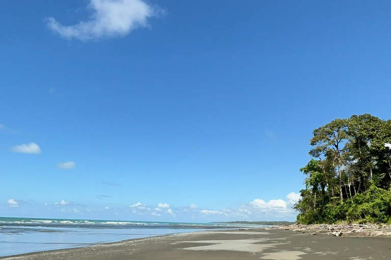 From Puerto Jimenez: Safari to Carate wildlife observation Safari to Carate from Puerto Jimenez with local tour guide.