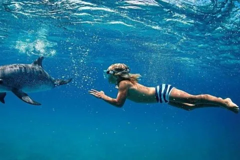 Île aux Bénitiers Snorkling med delfiner + skaldjurslunch