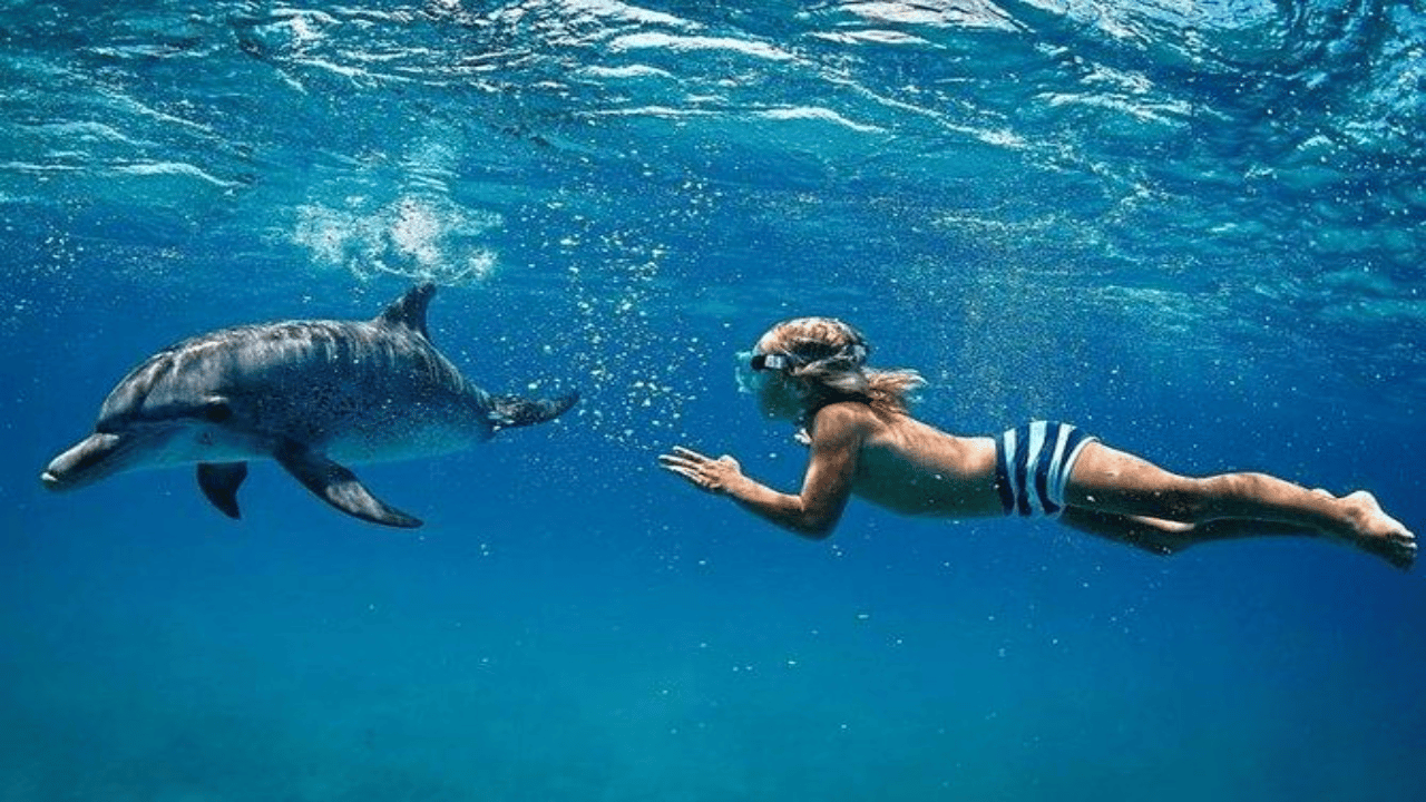 Île aux Bénitiers Schnorcheln mit Delfinen + Meeresfrüchte Mittagessen
