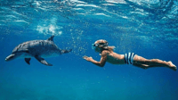 Snorkelen met dolfijnen + zeevruchtenlunch - Housity