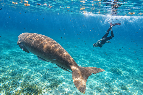Coron: Dugong and Turtle Watching Tour w/ Lunch & Transfers
