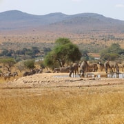 2-Days Wildlife Safari to Tsavo East & Tsavo West Park | GetYourGuide