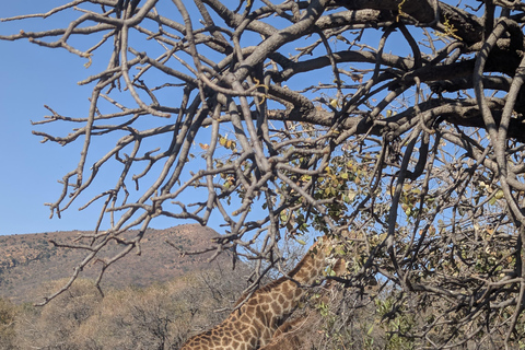 From Maputo to the Wild: Half-Day Kruger Safari