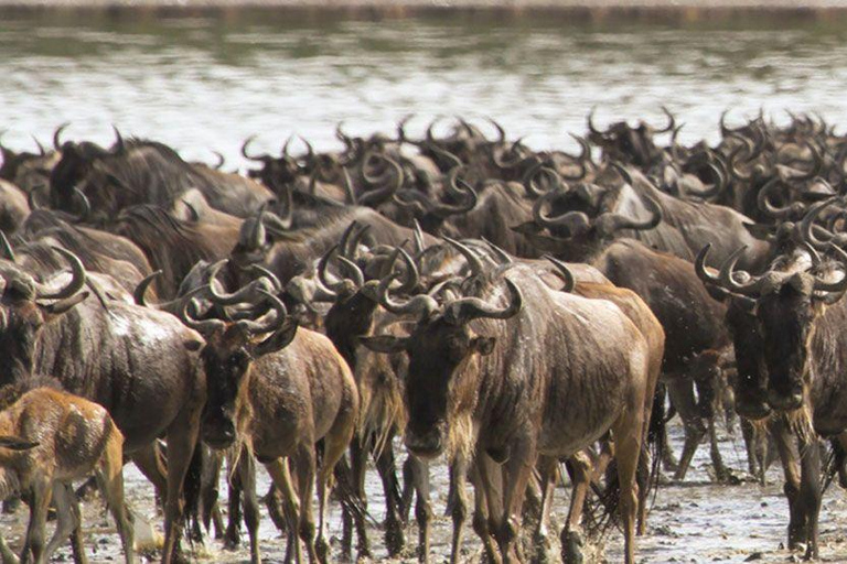 Arusha: Safari de 3 días en el Serengeti durante la temporada de cría con vuelos incluidos.Arusha: Safari de 3 días en la temporada de cría en el Serengeti con vuelos incluidos