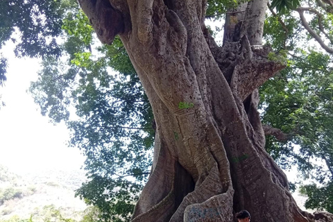 From Praia: Assomada Market, the Kapok Tree, and Local Pottery From Praia: Assomada Market, Kapokier, and Local Pottery