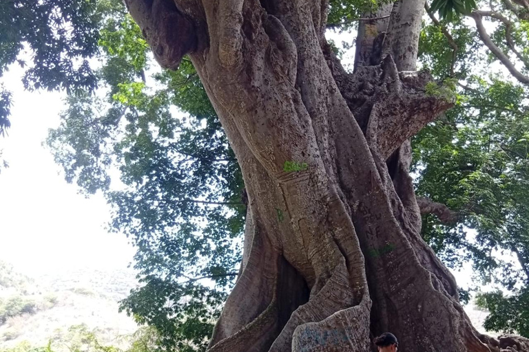 From Praia: Assomada Market, the Kapok Tree, and Local Pottery From Praia: Assomada Market, Kapokier, and Local Pottery