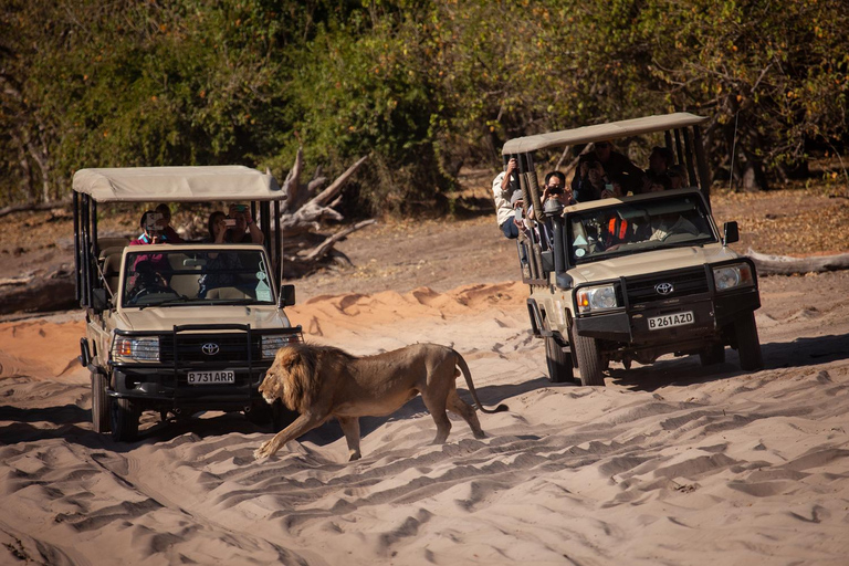 Excursión de un día a Chobe desde las cataratas Victoria