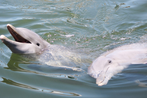 Private dolphin tours in the amazing Savannah Marsh