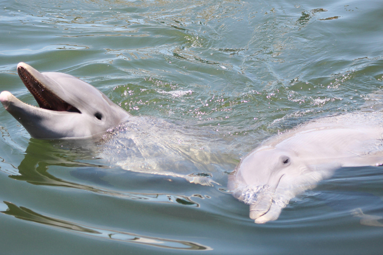 Tours privados con delfines en el increíble Pantano de la Sabana